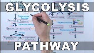 Glycolysis Pathway