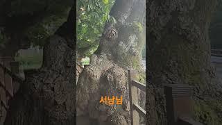 서낭 입니다