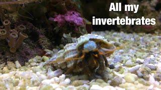 All My Marine Invertebrates