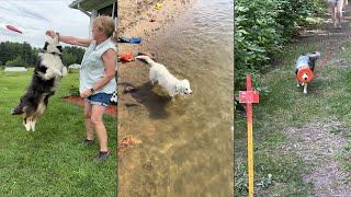 Dogs Doing Funny Things  Best of August 2024