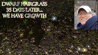 Dwarf Hairgrass Success Story: Grow It Emersed and Save Big! ~  Aquascaping Plants for Beginners