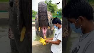 Just a clip of Laxmi going gaga over bananas, a perfect sight to beat your midweek blues!