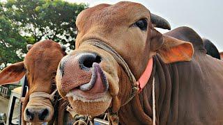 cow unloading videos, crazy cow video, part 271, cow videos 2024, goru,hamba,cow,new cow collection