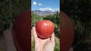 CFP SUMMER APPLE HARVEST 2021 HD