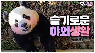 "The panda that's back." Confident Hui's outdoor conquering story and Rui's disciplining her sister!