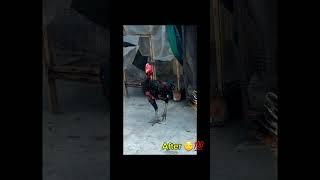 aseel chick |Aseel transformation|Aseel fight|Aseel lovers|Aseel Asil Aseel|Aseel groth|