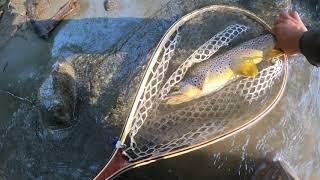 [캐나다송어플라이낚시]Cowichan River Brown Trout Fly Fishing