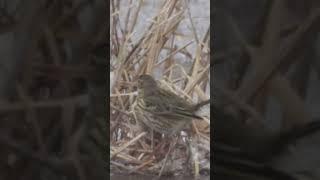 Sookiur (Anthus pratensis; Meadow Pipit)... Eesti elurikkus