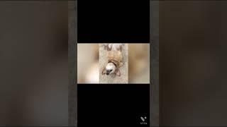웃겨서 올렸음. funny  dog .https://www.youtube.com/watch?v=0GelrpRD624