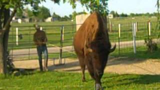 2300 poubd bison and master in front yard