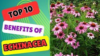 BOOST Your Immunity! Top 10 Life-Changing Benefits of Echinacea