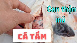 Điều trị bệnh gan thận mủ trên cá tầm | Thủy sản Tiến Bộ