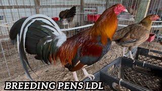 LDL Breeding Pens Luis Demetrio Lopez