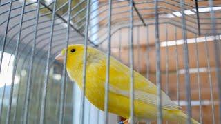 Υour Canary Will ΒΕ UNSTOPPABLΕ!!! Canary singing video