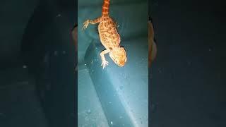 How to Give Bearded Dragon's a bath