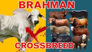 Brahman: The King of Crossbreeding | The 8 Popular Brahman Crossbreeds | Bos Inducus X Bos Taurus