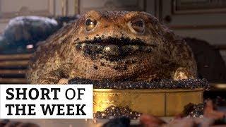 Garden Party - Oscar nominated animated short | Short of the Week #051