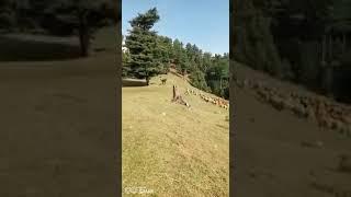 gujjari baat geed╏⁠ ⁠”⁠ ⁠⊚⁠ ͟⁠ʖ⁠ ⁠⊚⁠ ⁠”⁠ ⁠╏NADEEM choudhary s subscribe