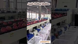 Apple fruit weight grading machine #fruitsorting #fruits #apple #sortingmachine #apple_sorter