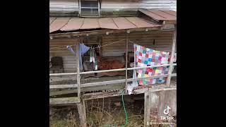 Bigfoot visits the Old Wash House #bigfoot