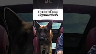 Duped by my dog on an early Sunday morning!!! #mikelalicich #mybestfriend #gsd #germanshepherd