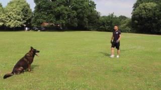 Advanced Obedience at Royvon