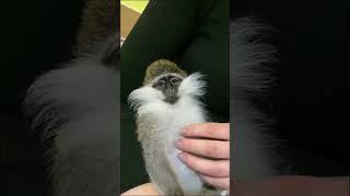 Мавпа директор  #animal #monkey #funny #funnymonkey #animalmonkey