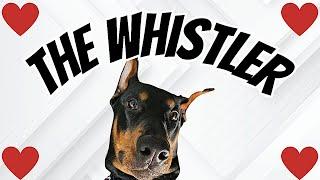 Doberman whistles for attention