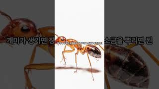 659. 개미-ant