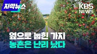 [자막뉴스] 옆으로 눕힌 가지..농촌은 난리 났다 /KBS 2023.10.22.