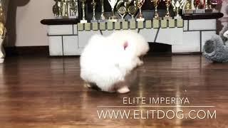 Экстра мини померанский шпиц! Teacup Pomeranian! Www.elitdog.com