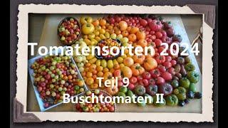 Tomatensorten 2024 Teil 9 - Buschtomaten II