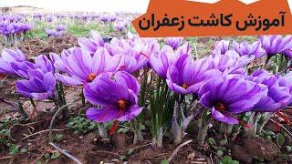 آموزش کاشت زعفران صفر تا 30  و نحوه آبیاری Teaching how to plant saffron and watering