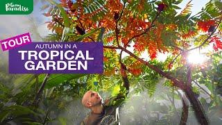 TROPICAL GARDEN in autumn | Gardeners tips & tour