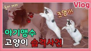 구조된 아기고양이, 강아지를 습격하다! (배은망덕 VLOG)