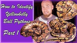 Is my Ball Python a Yellowbelly?