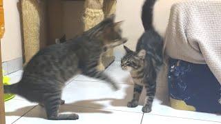 A kitten who got revenge from a mama cat #190