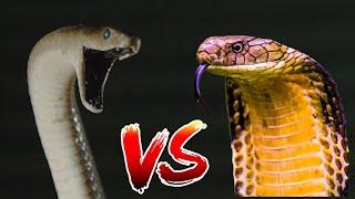 Black Mamba VS King Cobra | Who Would Win??