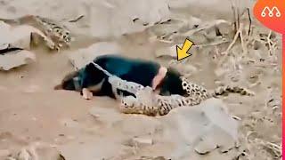 LEOPARD ATTACKS DOG AND GETS IN BAD WAY