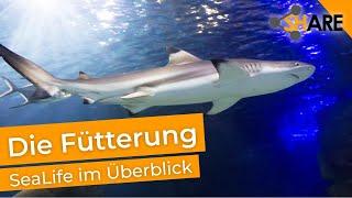 Die Fütterung: Ein Tag im SeaLife München l KarlsShare