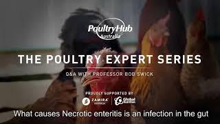 Episode 5 - What causes Necrotic Enteritis and why is it a real problem for the industry?