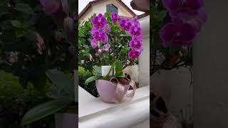 Orchid Arrangement "Lily"  | Viva Orchids of Boca Raton