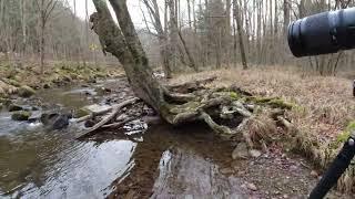 Stick Season Struggles in Allegany State Park | WNY Landscape Photography