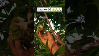 3 winter fruits in ur area? Sitaphal | Ramphal | Lakshman 