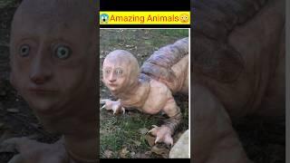 Top5 Amazing Animals #viral #animals #shortsfeed #shorts #animalsworld. #shortsviral