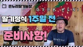 딸기정식 일주일 전에 반드시 해야할 행동 꼭 실천하세요