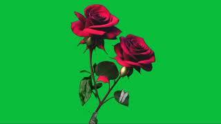 rose green screen no copyright | green screen flower | rose green screen animation