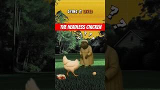 The Headless Chicken that laid eggs 