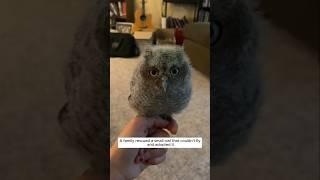 A family rescued a small owl that couldn't fly and adopted it