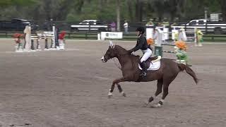 HITS OCALA Classic $25,000 Adult/Children's Show Jumping Classic 2016 / Hailey Royce / Rapidash